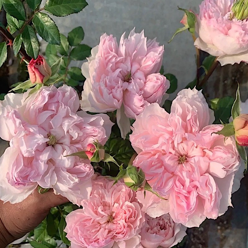 新品欧月蝶之舞灌木多花月季