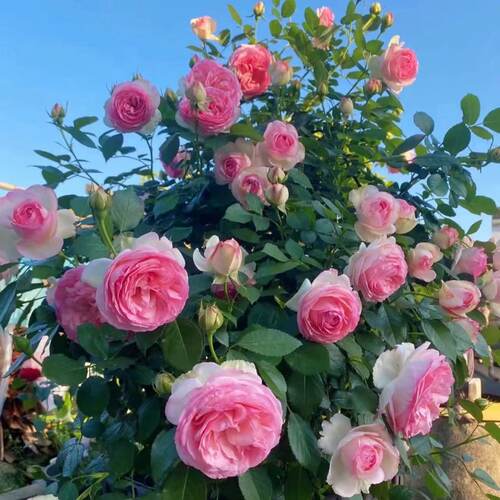 粉色龙沙宝石 藤本月季扦插花苗 庭院盆栽花卉欧月蔷薇苗