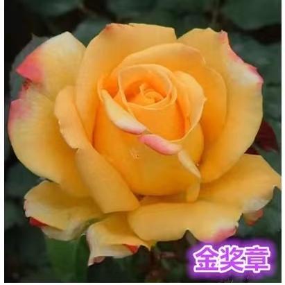 金奖章阳台大花浓香月季花苗庭院四季观花植物盆栽花卉玫瑰花苗