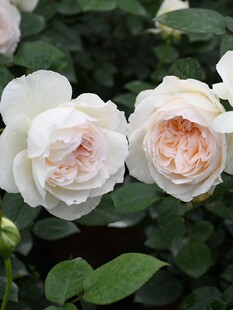 波莱罗月季扦插花苗浓香大花白色丰花多季开花庭院阳台盆栽