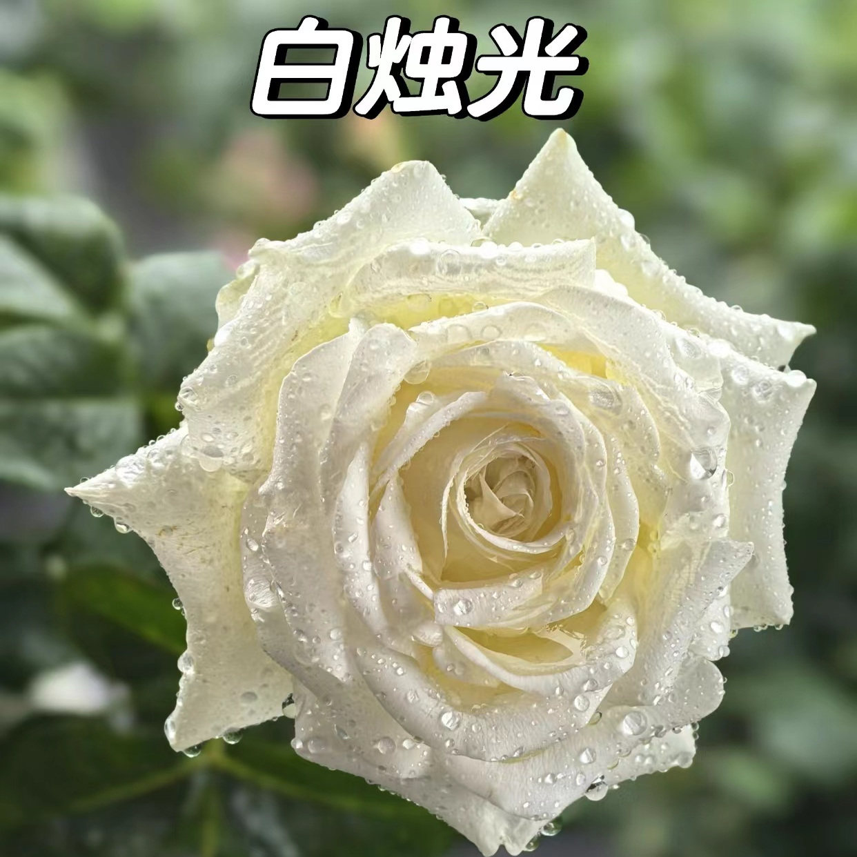 【白烛光】月季小苗 盆栽庭院灌木大花切花玫瑰 直立勤花抗病耐开,鲜花速递/花卉仿真/绿植园艺,月季/蔷薇/玫瑰,淘宝优惠券,粉丝福利购,淘宝优惠卷