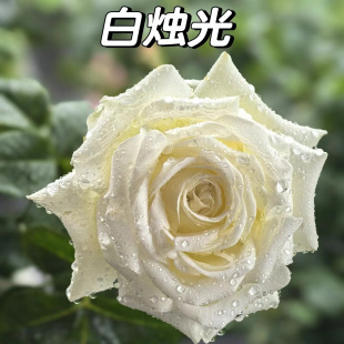 【白烛光】月季小苗 盆栽庭院灌木大花切花玫瑰 直立勤花抗病耐开