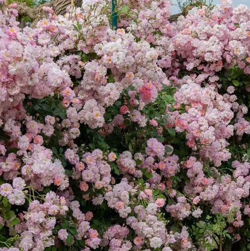 呼吸香水  藤本植物浓香庭院地栽开花机器夏天表现也出色花量巨大