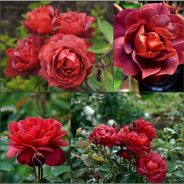 火热巧克力 灌木月季扦插花苗多季开花丰花颜色特别盆栽非常抗病