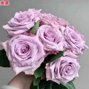 超新品紫雾月季紫色切花玫瑰花苗庭院阳台盆栽多季开花 花卉