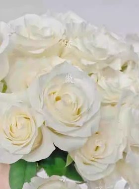 骄傲 新品纯白色高杯型切花玫瑰 丰花型