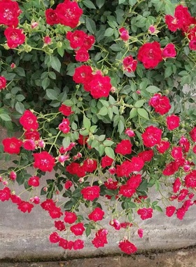 泰国小妹 稀有品种 藤本超微月季 迷你月季 红色重瓣月季 丝绒感