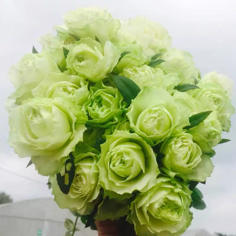 女士时装好养品种绿色切花月季苗多季开花大花型多季阳台庭院花卉
