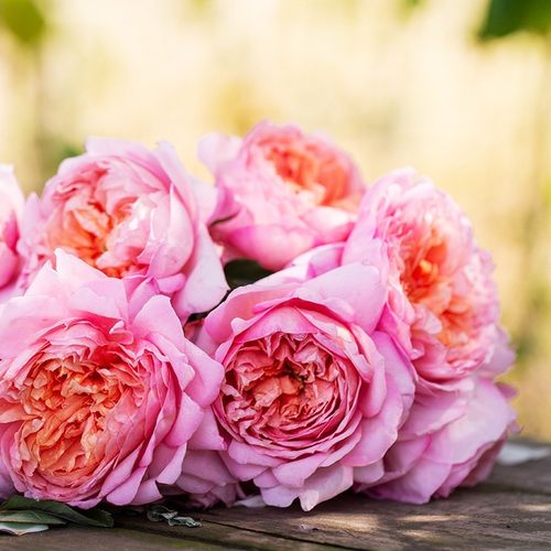 月季 桃染 多季粉色浓香耐热丰花灌木花卉盆栽玫瑰蔷薇月季