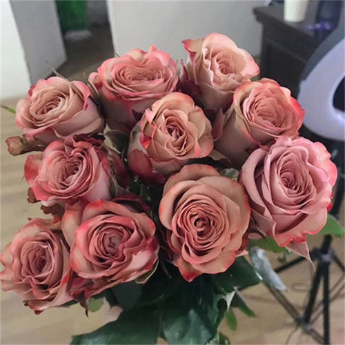 卡布奇诺 肯尼亚玫瑰月季花苗 新品种复古大花