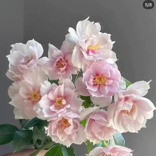 一见钟情 多头日本超新品花园木本玫瑰花苗盆栽阳台月季花卉