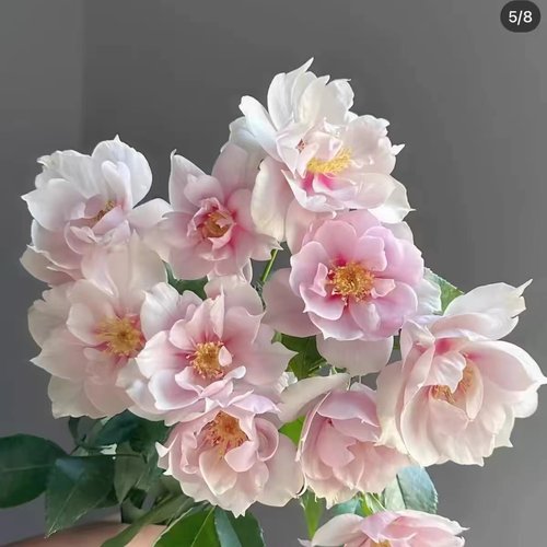 一见钟情 多头日本超新品花园木本玫瑰花苗盆栽阳台月季花卉