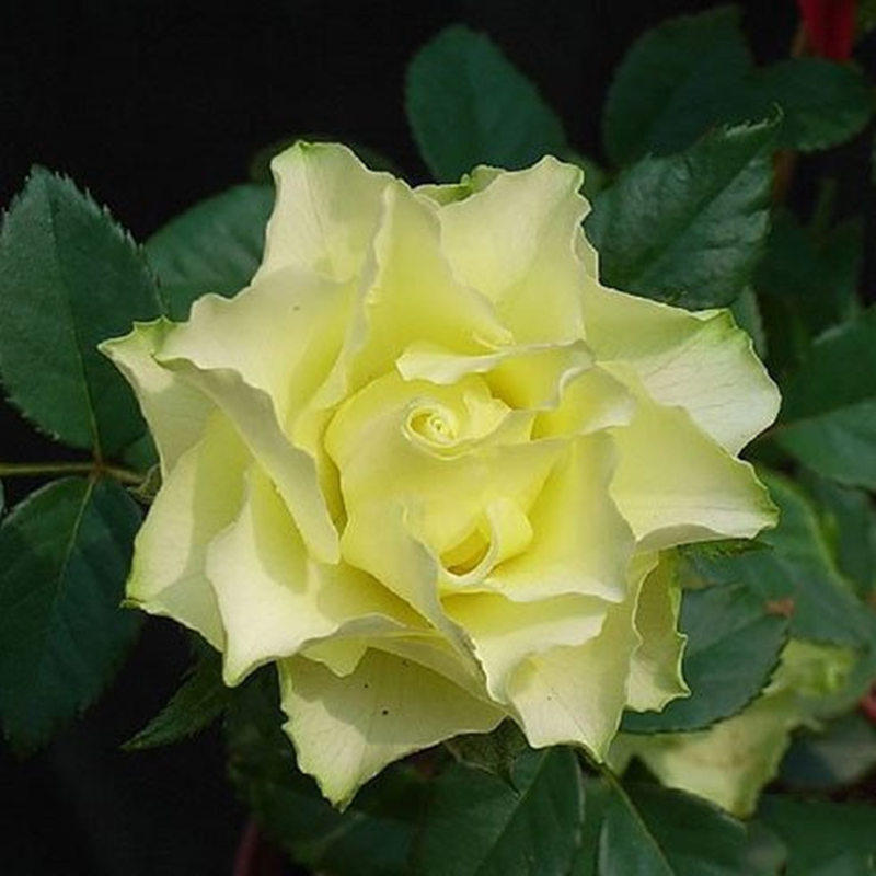 绿行星月季花苗大花浓香开花绿色玫瑰多季盆栽花卉植物切花耐晒,鲜花速递/花卉仿真/绿植园艺,月季/蔷薇/玫瑰,淘宝优惠券,粉丝福利购,淘宝优惠卷