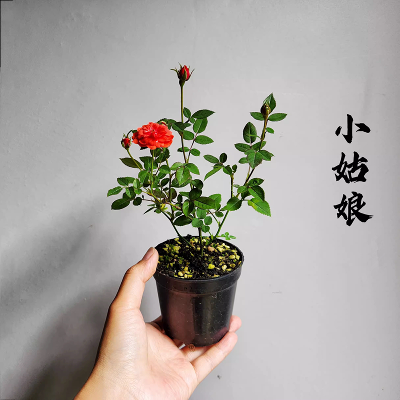 味景新品微月小姑娘月季