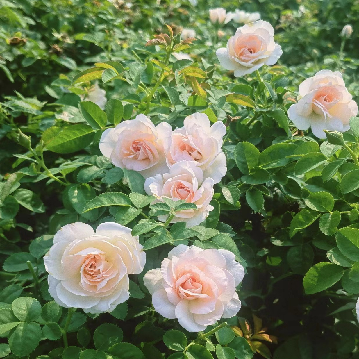 【剪秋水】月季 国月 藤本中花 米白色/粉色爬藤庭院地栽拱门盆栽