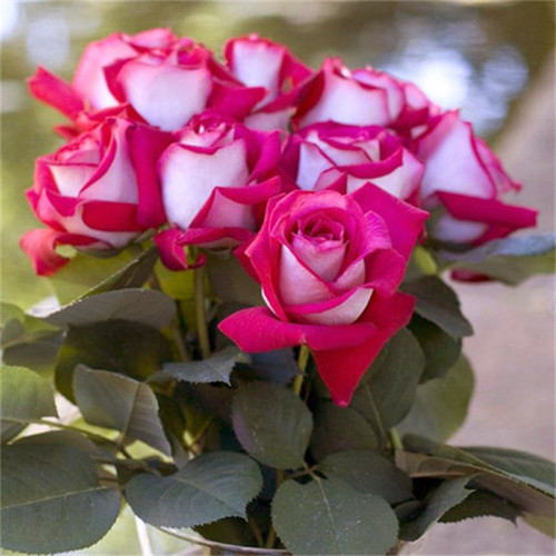 莫妮卡贝鲁奇多季开花大花浓香