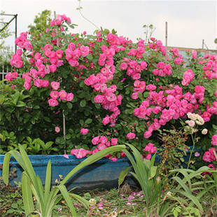 安吉拉藤本月季扦插花苗  经典攀爬攀援多季开花蔷薇花苗