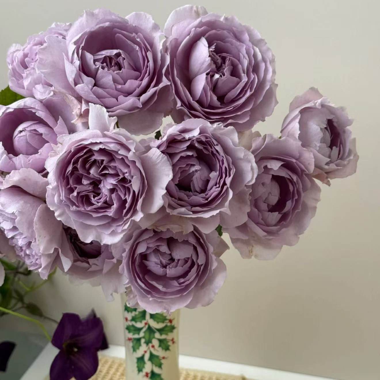 新品 隐隐青月季多头勤花阳台四季盆栽玫瑰月季花苗庭院植物,鲜花速递/花卉仿真/绿植园艺,月季/蔷薇/玫瑰,淘宝优惠券,粉丝福利购,淘宝优惠卷