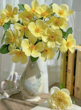 【姗姗而来】奥斯汀抗病灌木月季花苗 盆栽庭院花卉