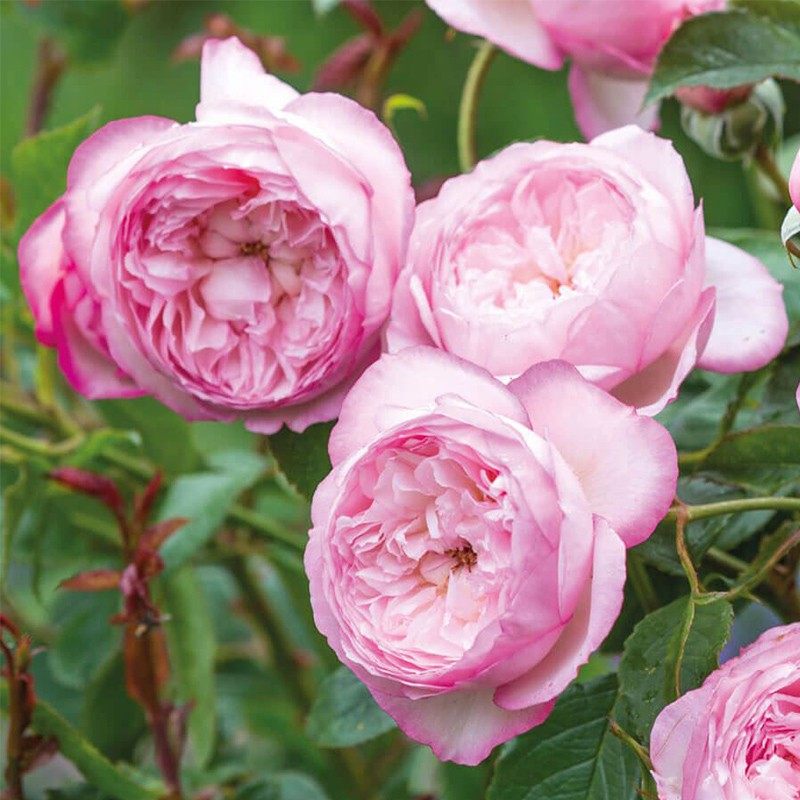 2022河本砂糖月季小苗 灌木其它