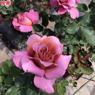 新品缀摺/帷幕月季苗灌木大花浓香庭院阳台盆栽开花扦插苗