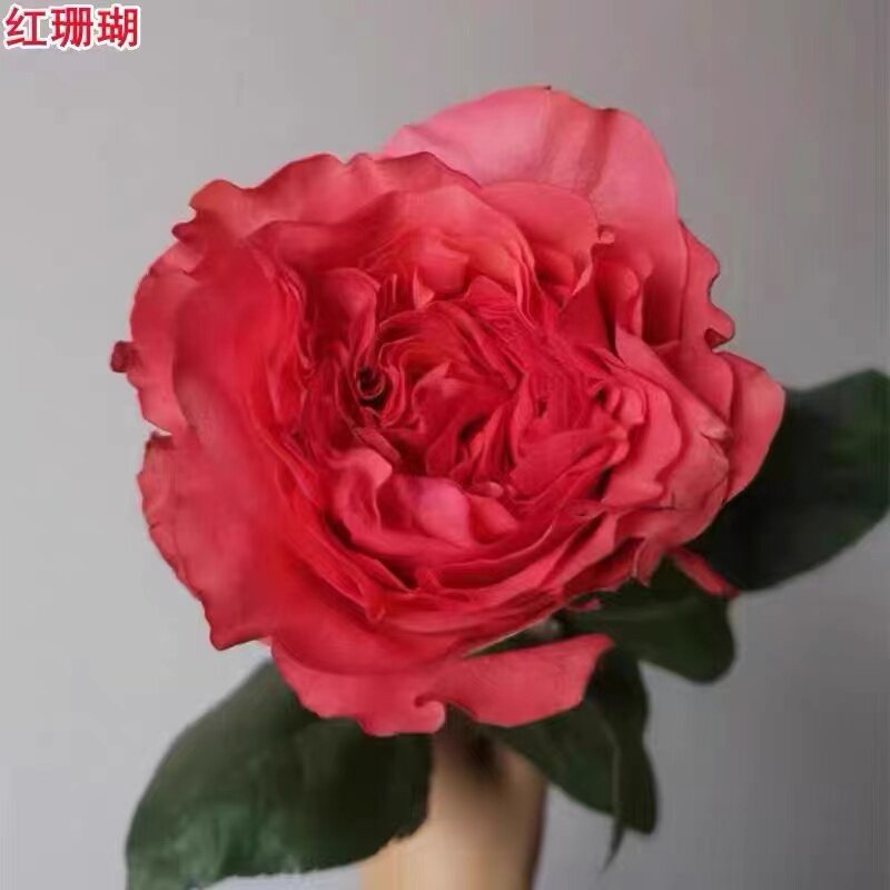 红珊瑚新品月季花苗庭院阳台盆栽切花玫瑰多季开花