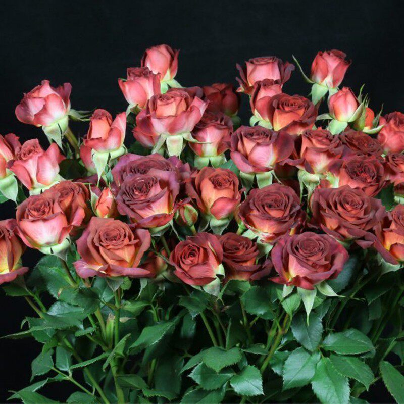 巧克力泡泡 多头切花月季 盆栽花苗阳台庭院多季节丰花复古玫瑰