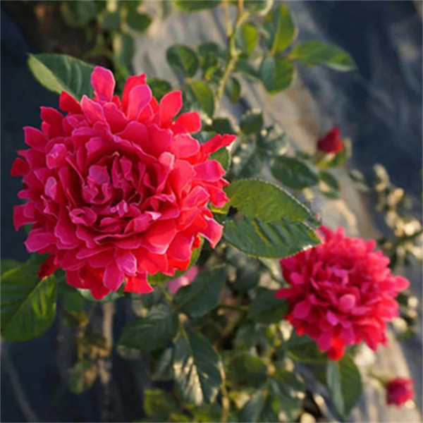 阳台盆栽魅力波浪月季扦插花苗阳台花卉多季开花大花耐寒,鲜花速递/花卉仿真/绿植园艺,月季/蔷薇/玫瑰,淘宝优惠券,粉丝福利购,淘宝优惠卷