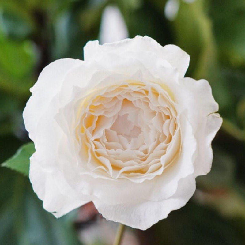 美雪公主 白色灌木浓香大花月季 庭院阳台盆栽绿植花卉