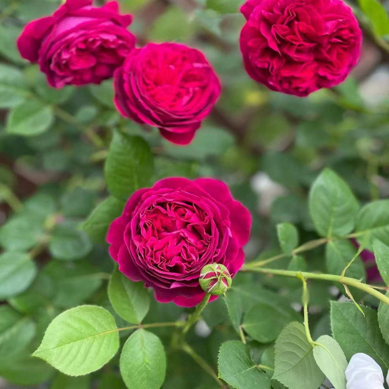 威廉莎士比亚2000 月季扦插花苗盆栽月季花苗玫瑰花苗 耐热