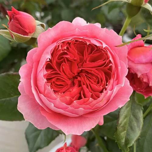 朱砂碗月季灌木耐热浓香四季勤花抗病包子型阳台花卉庭院盆栽玫瑰