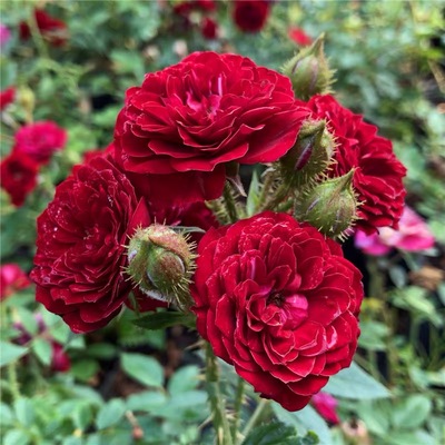 无条件的爱阳台微型月季扦插多季玫瑰微月开花适合盆栽花小苗