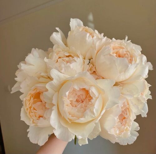 奶油伊芙/奶油伊芙伯爵欧月月季
