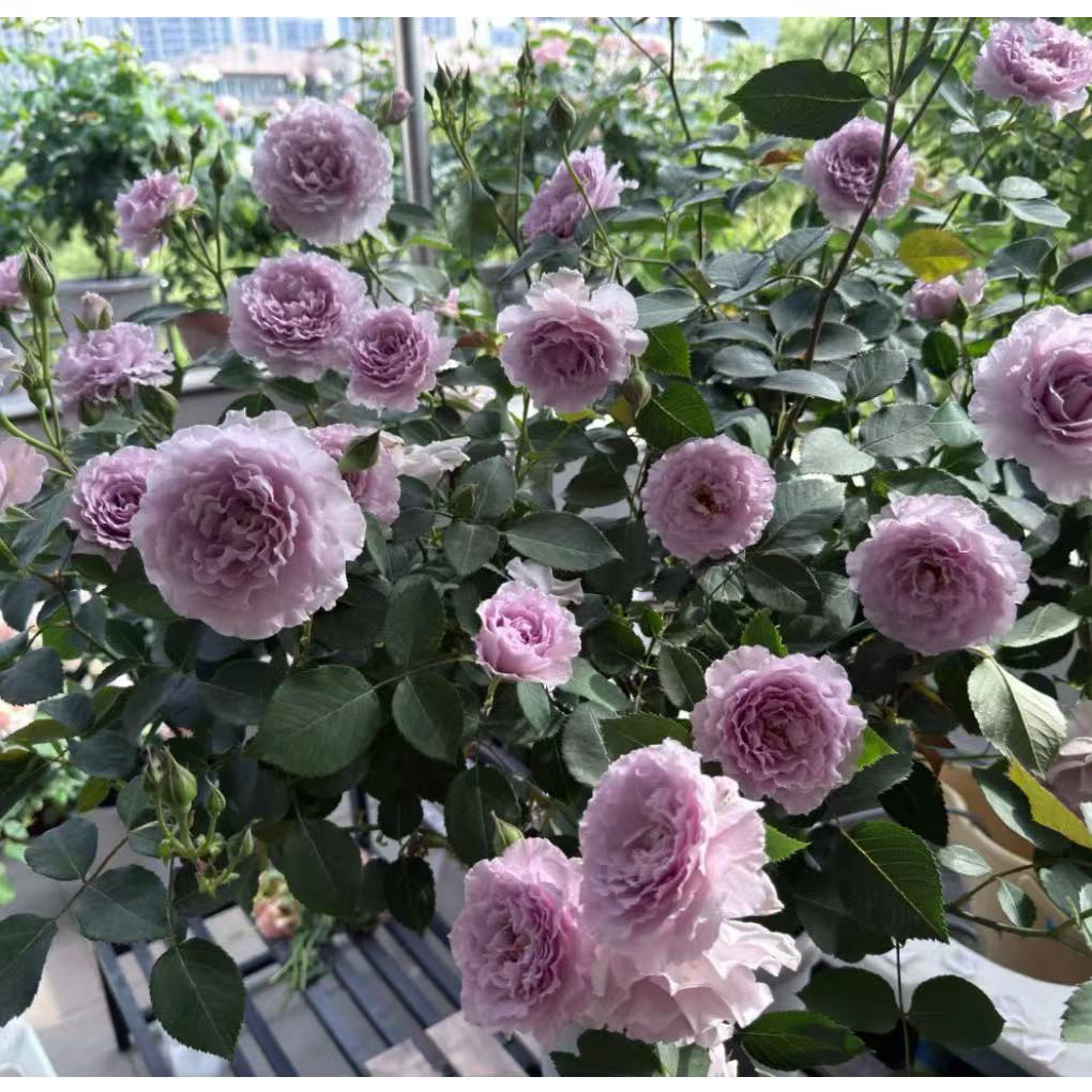 蜻蜓 灌木大花切花月季扦插多季开花庭院阳台植物盆栽花苗