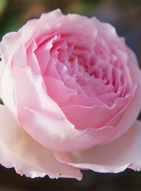 日本新品月季美咲/Misaki 庭院玫瑰丰花浓香月季玫瑰花扦插小苗