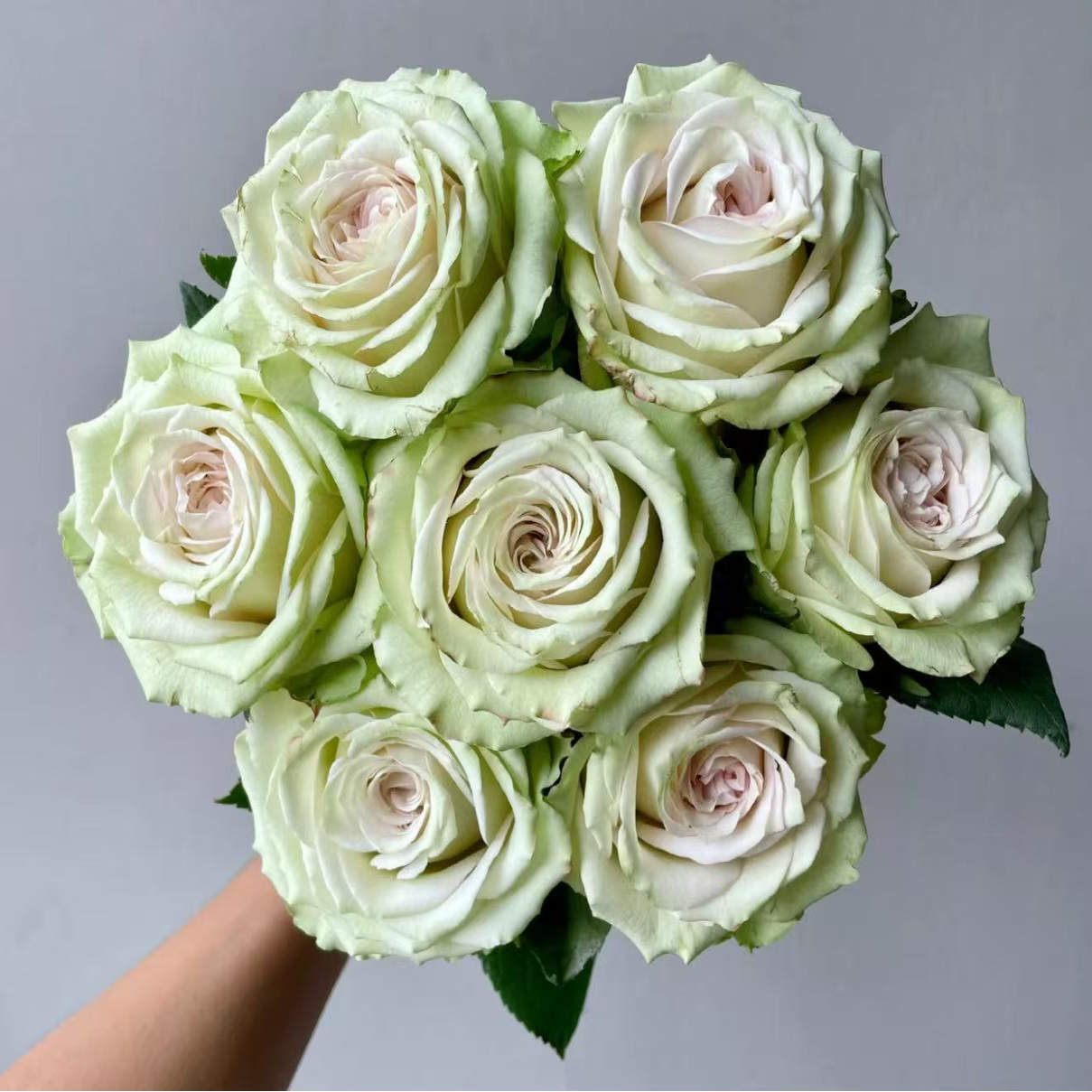 催眠术绿色切花灌木大花月季扦插苗月季花苗多季开花玫瑰花苗