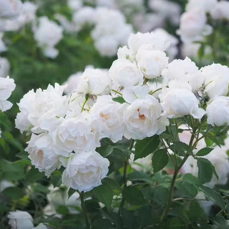 冰冠/香缇奶油小苗 扦插超新品优秀玫瑰月季花苗白粉色丰花金奖