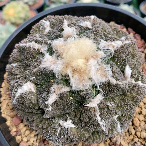 哥斯拉龟自根