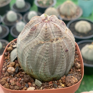 多棱布纹球自根