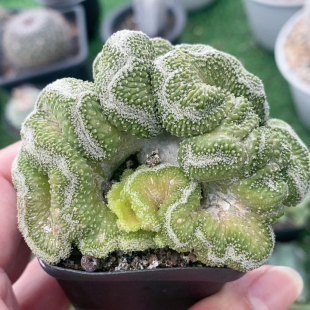 黄体菊水缀化实生
