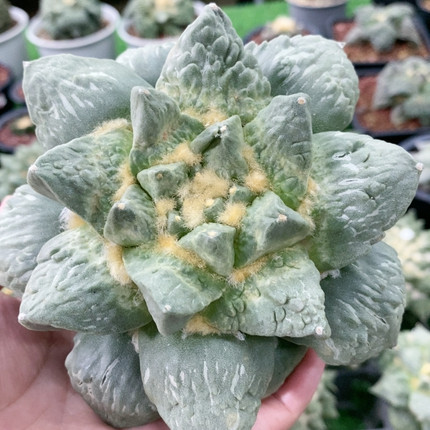 龙角怒自根
