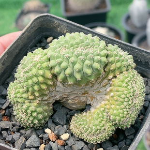 菊水缀化实生