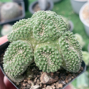 菊水缀化实生
