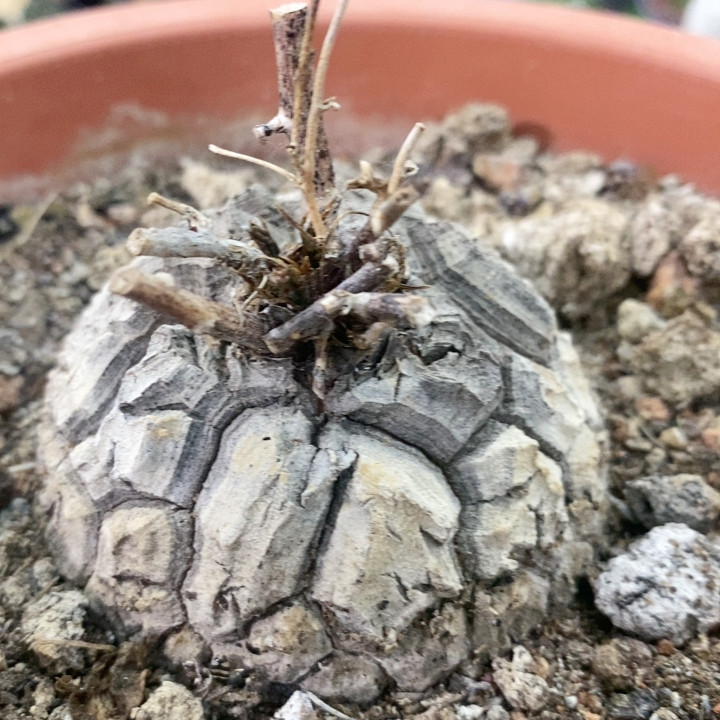 龟甲龙多肉植物