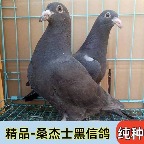 黑金刚信鸽活的桑杰士纯黑高级种鸽幼鸽一对公母血统鸽便宜纯种鸽