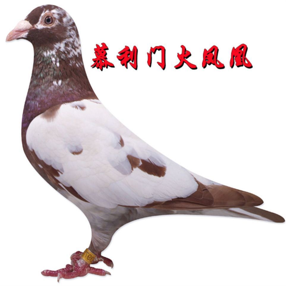 慕利门火凤凰观赏鸽信鸽活体宠物鸟 动物鸽子赛鸽家飞鸽种鸽活物