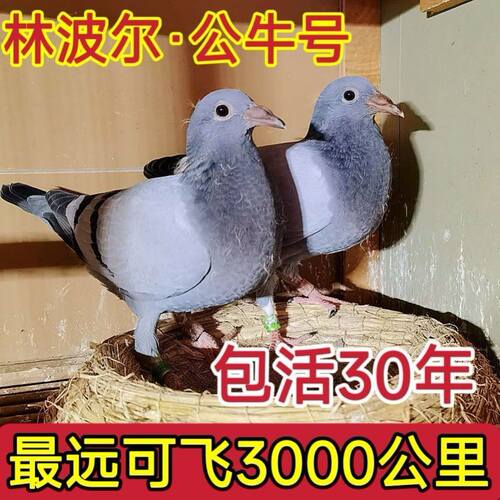 林波尔公牛号血统赛鸽最远可飞3000公里幼鸽公母一对包活30年活体