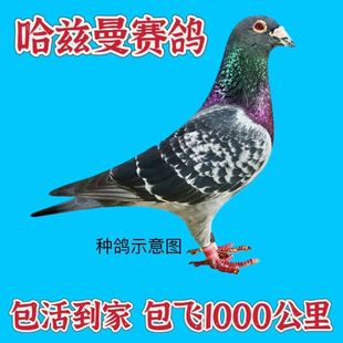 鸽子一对信鸽幼鸽血统远程纯种带脚环千公里冠军鸽大鼻子信鸽活体