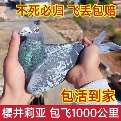桑杰士血统赛鸽麒麟花大鼻子种鸽包邮远程鸽血统幼鸽国血李鸟吴淞