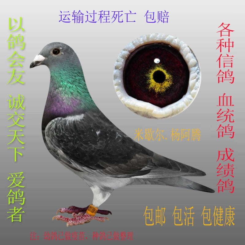 鸽子活体血统鸽詹森种鸽奶酪速霸龙瓦特盖比成绩鸽信鸽天落迟归鸽